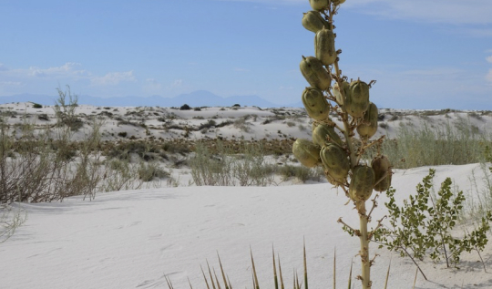Kane Personal Injury has an office in the town of Alamogordo, NM